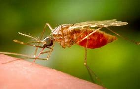 West Nile Virus  - diffusione in Provincia di Alessandria