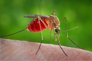 West nile virus prevenzione e contrasto 