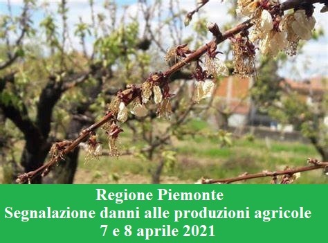 Segnalazione danni alle produzioni agricole a seguito delle gelate del 7 e 8 aprile 2021